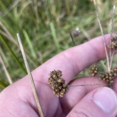 Juncus vaginatus at Paddys River, ACT - 8 Apr 2023