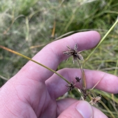 Juncus vaginatus at Paddys River, ACT - 8 Apr 2023