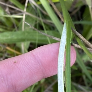 Juncus vaginatus at Paddys River, ACT - 8 Apr 2023