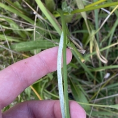 Juncus vaginatus at Paddys River, ACT - 8 Apr 2023