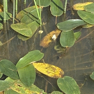 Ottelia ovalifolia subsp. ovalifolia (Swamp Lily) at Bullen Range - 8 Apr 2023 by Tapirlord