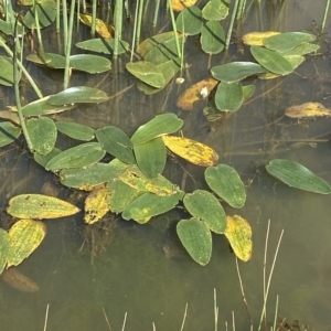 Ottelia ovalifolia subsp. ovalifolia at Paddys River, ACT - 8 Apr 2023 11:50 AM