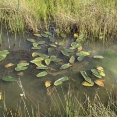 Ottelia ovalifolia subsp. ovalifolia at Paddys River, ACT - 8 Apr 2023 11:50 AM