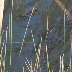 Potamogeton ochreatus (Blunt Pondweed) at Bullen Range - 8 Apr 2023 by Tapirlord