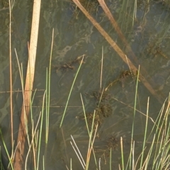 Potamogeton ochreatus at Paddys River, ACT - 8 Apr 2023