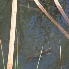 Potamogeton ochreatus at Paddys River, ACT - 8 Apr 2023