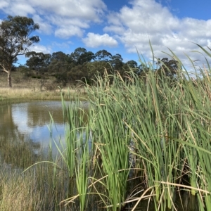 Typha sp. at Paddys River, ACT - 8 Apr 2023