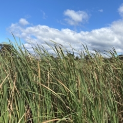 Typha sp. at Paddys River, ACT - 8 Apr 2023