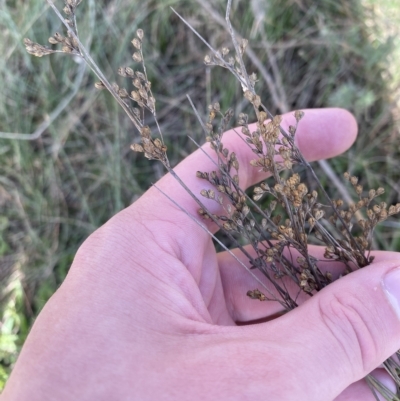Juncus subsecundus (Finger Rush) at Paddys River, ACT - 8 Apr 2023 by Tapirlord