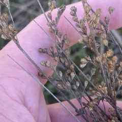 Juncus subsecundus at Paddys River, ACT - 8 Apr 2023