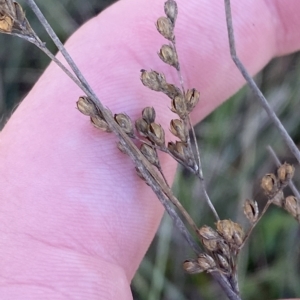 Juncus subsecundus at Paddys River, ACT - 8 Apr 2023