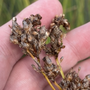 Schoenoplectus tabernaemontani at Paddys River, ACT - 8 Apr 2023