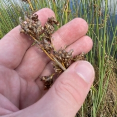 Schoenoplectus tabernaemontani at Paddys River, ACT - 8 Apr 2023