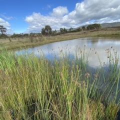 Schoenoplectus tabernaemontani at Paddys River, ACT - 8 Apr 2023