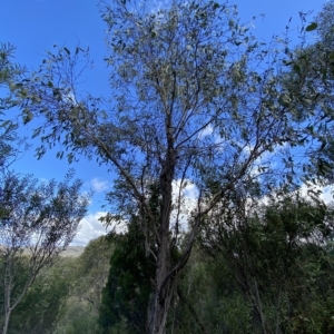 Eucalyptus pauciflora subsp. pauciflora at Bullen Range - 8 Apr 2023 11:31 AM