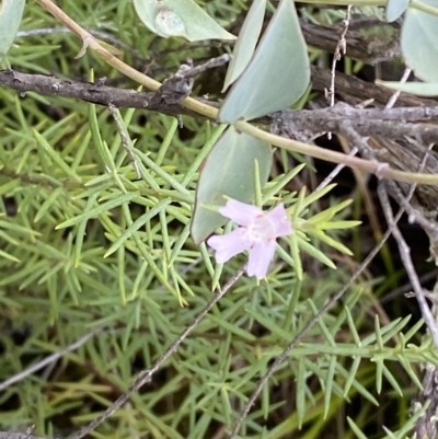 Westringia eremicola (Slender Western Rosemary) at Paddys River, ACT - 8 Apr 2023 by Tapirlord