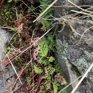 Cheilanthes austrotenuifolia at Paddys River, ACT - 8 Apr 2023