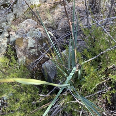 Dianella sp. aff. longifolia (Benambra) (Pale Flax Lily, Blue Flax Lily) at Bullen Range - 8 Apr 2023 by Tapirlord