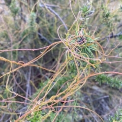 Cassytha pubescens (Devil's Twine) at Bullen Range - 8 Apr 2023 by Tapirlord