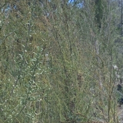 Cassytha pubescens at Paddys River, ACT - 8 Apr 2023