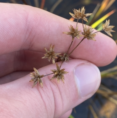 Juncus prismatocarpus (Branching Rush) at Paddys River, ACT - 8 Apr 2023 by Tapirlord