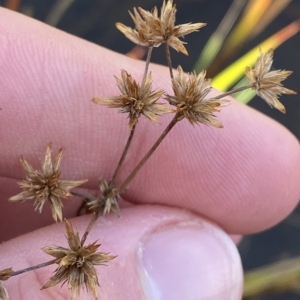 Juncus prismatocarpus at Paddys River, ACT - 8 Apr 2023