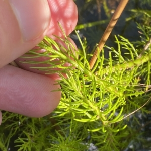 Myriophyllum crispatum at Paddys River, ACT - 8 Apr 2023