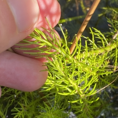 Myriophyllum crispatum (Water Millfoil) at Bullen Range - 8 Apr 2023 by Tapirlord