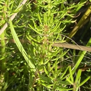 Myriophyllum crispatum at Paddys River, ACT - 8 Apr 2023