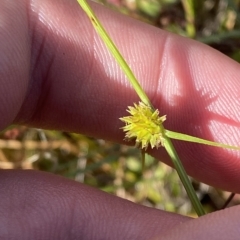 Cyperus sphaeroideus (Scented Sedge) at Paddys River, ACT - 8 Apr 2023 by Tapirlord