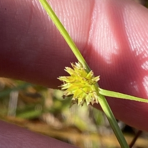 Cyperus sphaeroideus at Paddys River, ACT - 8 Apr 2023