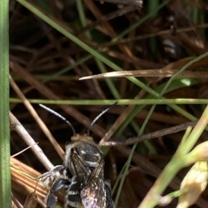 Lipotriches (Austronomia) australica at Paddys River, ACT - 8 Apr 2023 10:58 AM