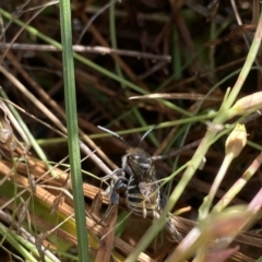 Lipotriches (Austronomia) australica at Paddys River, ACT - 8 Apr 2023 10:58 AM