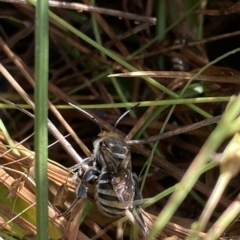 Lipotriches (Austronomia) australica at Paddys River, ACT - 8 Apr 2023 10:58 AM