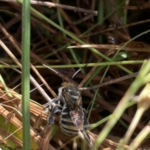 Lipotriches (Austronomia) australica at Paddys River, ACT - 8 Apr 2023 10:58 AM