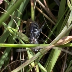 Lipotriches (Austronomia) australica at Paddys River, ACT - 8 Apr 2023