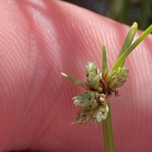 Isolepis gaudichaudiana at Paddys River, ACT - 8 Apr 2023