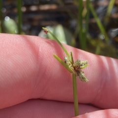 Isolepis gaudichaudiana at Paddys River, ACT - 8 Apr 2023