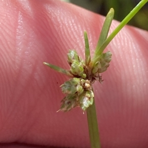 Isolepis gaudichaudiana at Paddys River, ACT - 8 Apr 2023