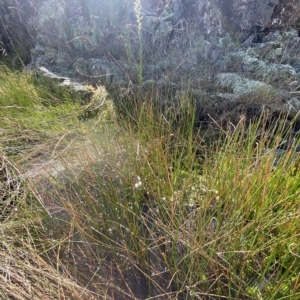 Eleocharis acuta at Paddys River, ACT - 8 Apr 2023