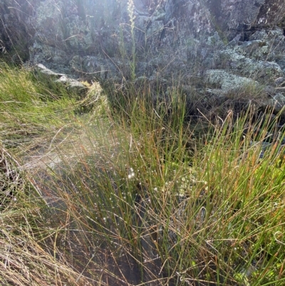 Eleocharis acuta (Common Spike-rush) at Bullen Range - 8 Apr 2023 by Tapirlord