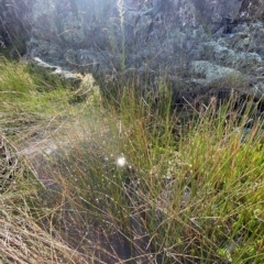 Eleocharis acuta at Paddys River, ACT - 8 Apr 2023