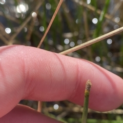 Eleocharis acuta at Paddys River, ACT - 8 Apr 2023