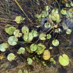 Nymphoides montana (Marshwort) at Bullen Range - 8 Apr 2023 by Tapirlord