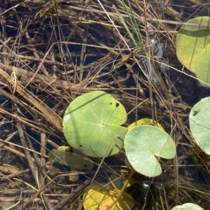 Nymphoides montana at Paddys River, ACT - 8 Apr 2023