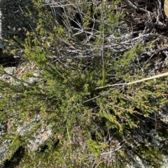 Calytrix tetragona (Common Fringe-myrtle) at Bullen Range - 8 Apr 2023 by Tapirlord