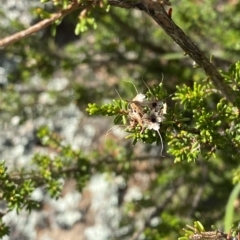 Calytrix tetragona at Paddys River, ACT - 8 Apr 2023