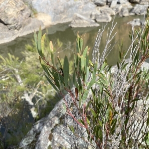 Daviesia mimosoides subsp. mimosoides at Paddys River, ACT - 8 Apr 2023 10:43 AM