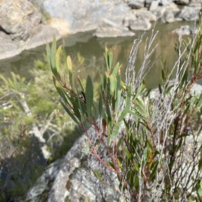 Daviesia mimosoides subsp. mimosoides at Bullen Range - 8 Apr 2023 by Tapirlord