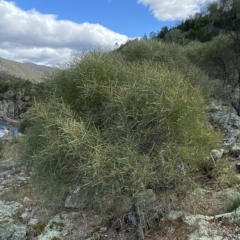 Acacia doratoxylon at Paddys River, ACT - 8 Apr 2023 10:40 AM